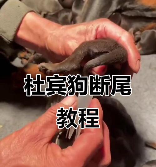 小狗断尾手术后恢复时间及护理要点全解析