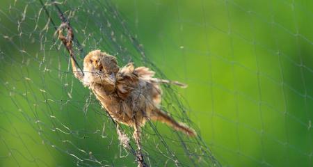 捕鸟蛛新手养护完全指南：15个关键问题解决方案