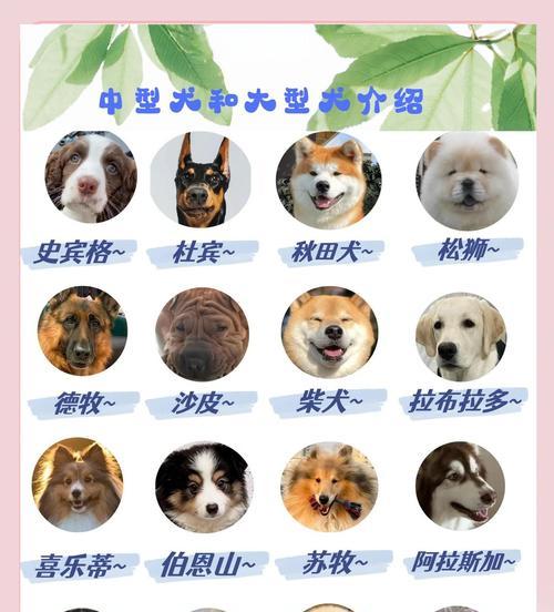 养狗必备指南：15个关键养护技巧让你成为负责任主人