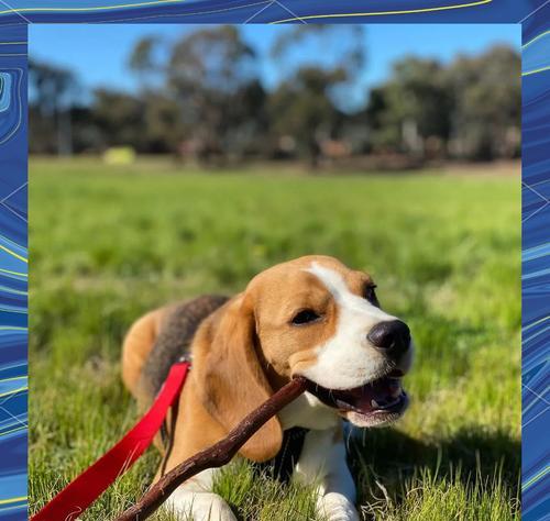 比格犬训练最佳时机全攻略：各成长阶段训练要点详解