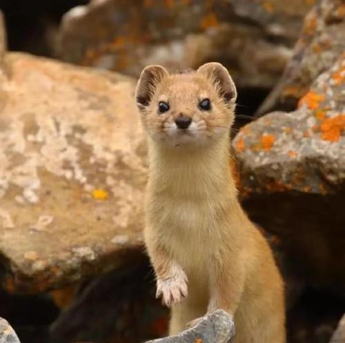 活体取香腺实验涉及哪些动物种类及其伦理争议