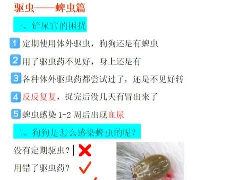 狗狗被蜱虫咬了怎么办？蜱虫危害及预防处理全攻略
