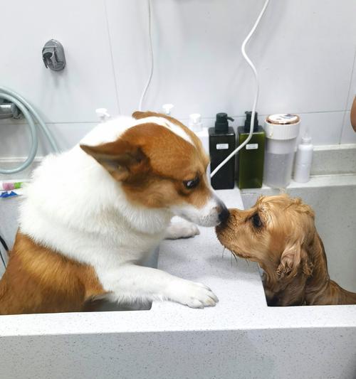 小泰迪洗澡频率多久一次合适，正确洗澡方法及注意事项