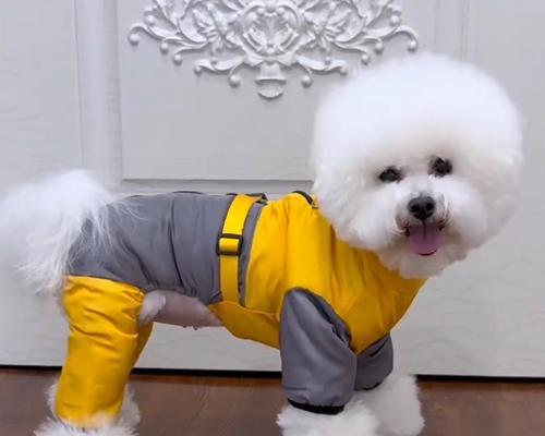 贵宾犬冬天怕冷吗？是否需要穿衣服保暖全攻略