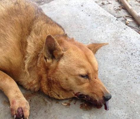 狗狗吐血颜色揭示病因，五大原因及救治指南