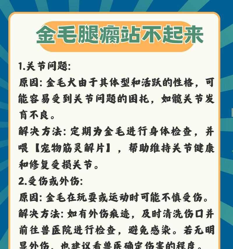 养金毛犬必备注意事项，让你的宠物健康快乐成长