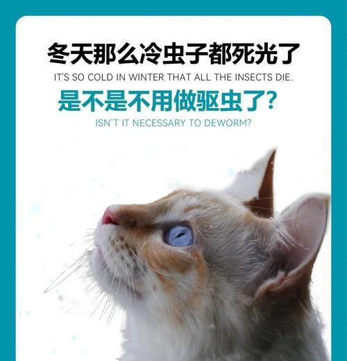 小狗到家后驱虫时间安排全攻略，保障宠物健康安全