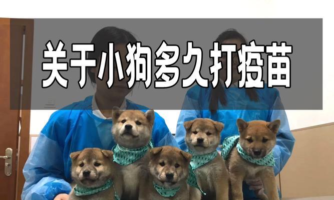 狗狗接种疫苗后多久能出门安全指南