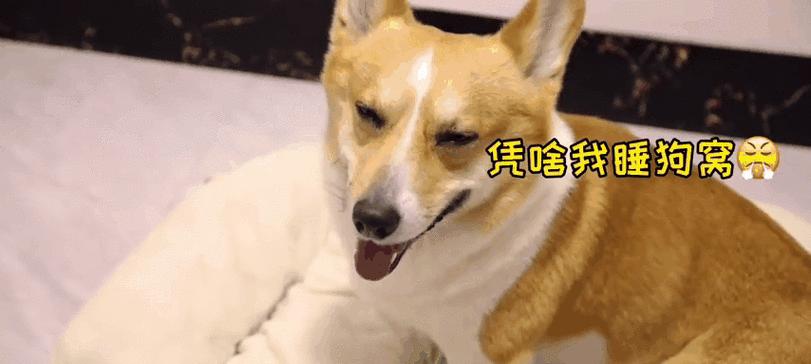 狗狗不爱睡狗窝的15个原因及解决方法