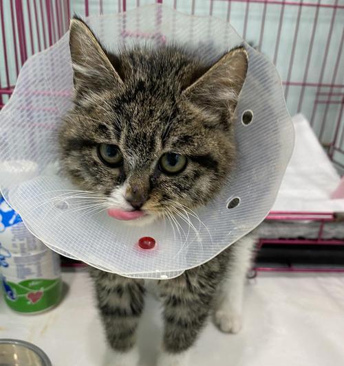 尿道造口类型全解析：经典型隧道型选择指南及术后护理要点