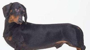 狗狗10种耳朵类型全解析，了解不同耳型的魅力特征