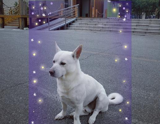 五种迷人白色狗狗品种推荐，纯洁优雅的宠物伴侣选择指南