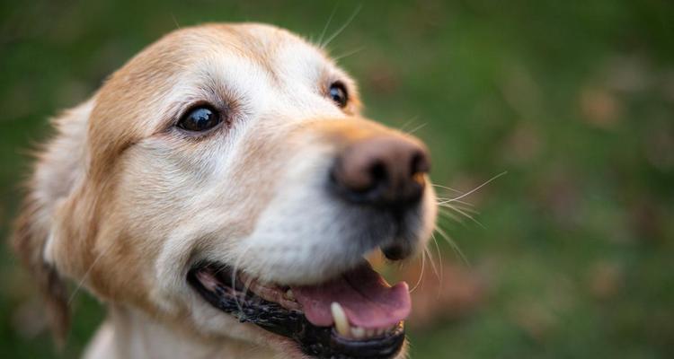 狗狗吐舌头散热原理及夏季防暑降温方法