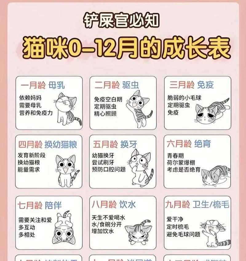 猫咪两个月成长全过程揭秘：从新生到独立的惊人变化