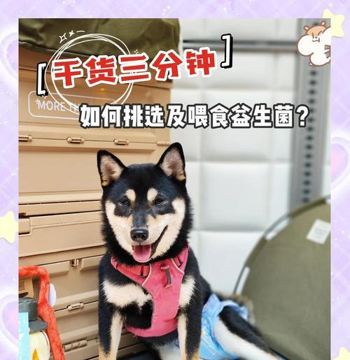 狗益生菌多久喂一次合适 不同年龄狗狗服用频率指南