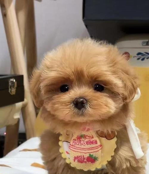 15种不掉毛犬种推荐，告别满屋狗毛困扰