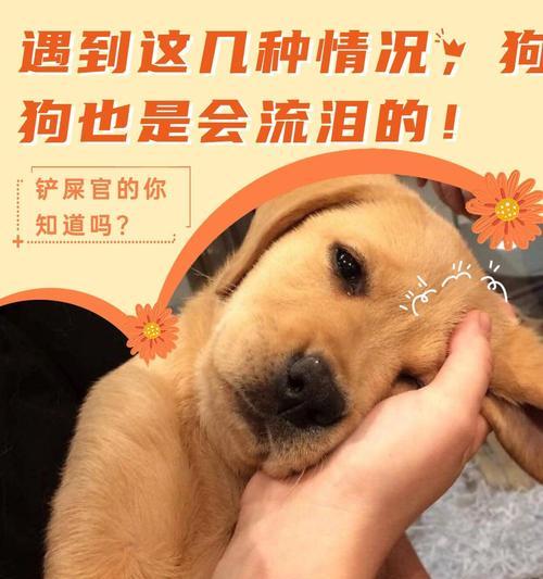 狗狗为什么会哭叫？14种原因及应对方法全解析
