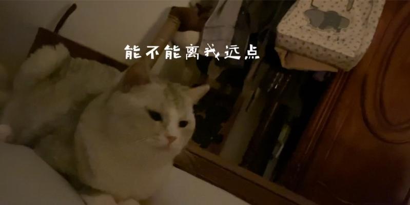 大猫不愿喂小猫怎么办？15种有效解决方法全攻略