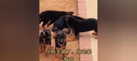 德牧打虫药使用频率指南：最佳时间间隔与注意事项