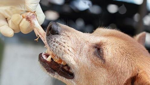 狗狗鸡架子煮制时间指南：营养安全的自制狗粮做法