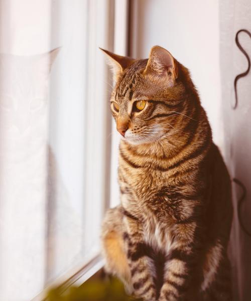 猫咪咳嗽十大致命原因解析及防护指南