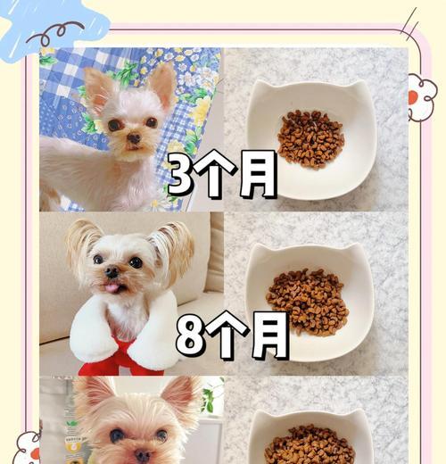 金毛配种后多久能看出怀孕详解孕育周期与体征观察