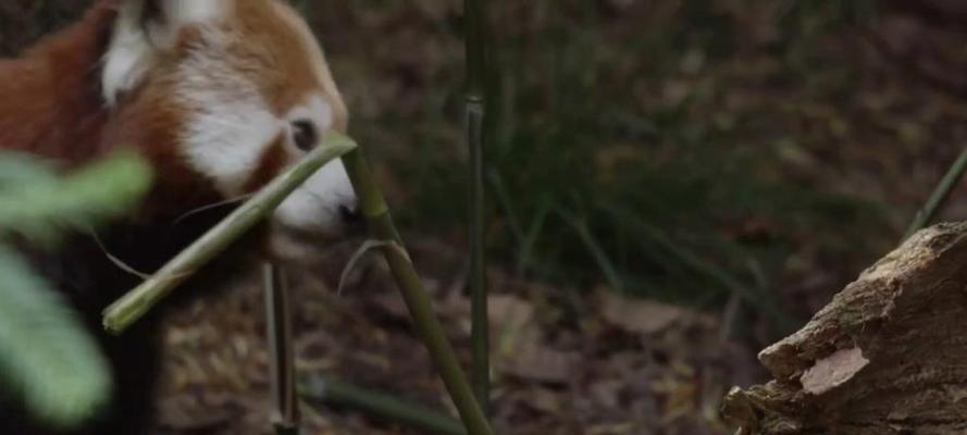 小熊猫生存危机加剧，我国珍稀物种保护刻不容缓