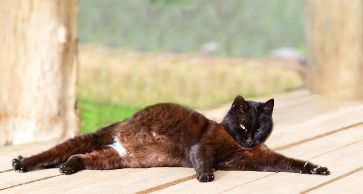 猫咪受孕症状全解析：14个明显征兆助你及早发现