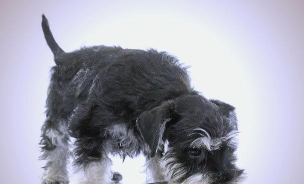 雪纳瑞犬为什么深受喜爱？外貌性格全面解析