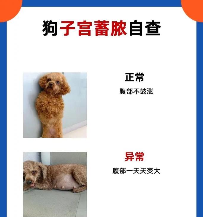 狗狗腹部肿大原因全解析：13种可能病因及处理方法