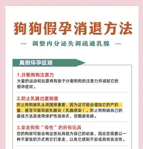 狗狗假孕症状识别与护理指南：母犬健康维护全攻略