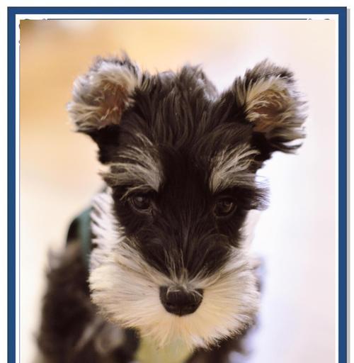 雪纳瑞耳朵毛修剪后多久能长回来？生长周期详解