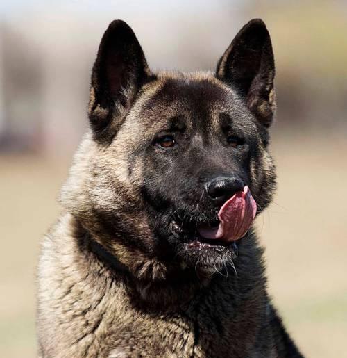 成年后三斤以下的超小型犬品种推荐及特点介绍