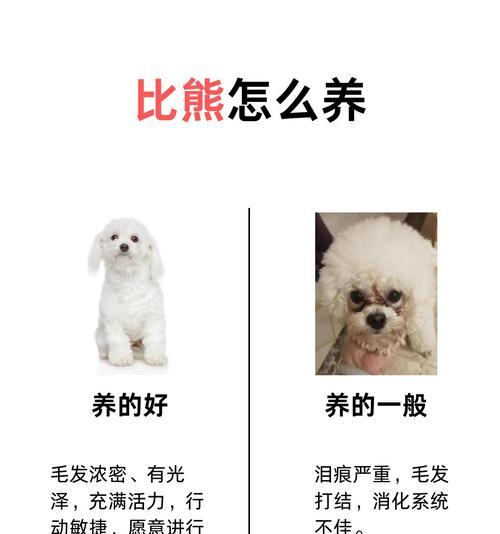 比熊犬毛发修剪全攻略，轻松打造完美造型