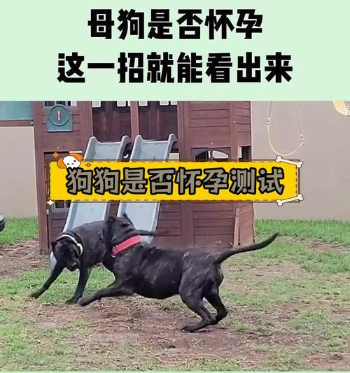 母狗怀孕症状识别与护理指南：从初期变化到安全分娩的全程呵护