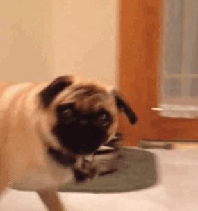 5种皮实好养活的狗狗品种推荐，陪伴你的理想伴侣