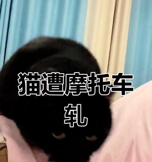 猫摔伤内脏的紧急处理与救治方法