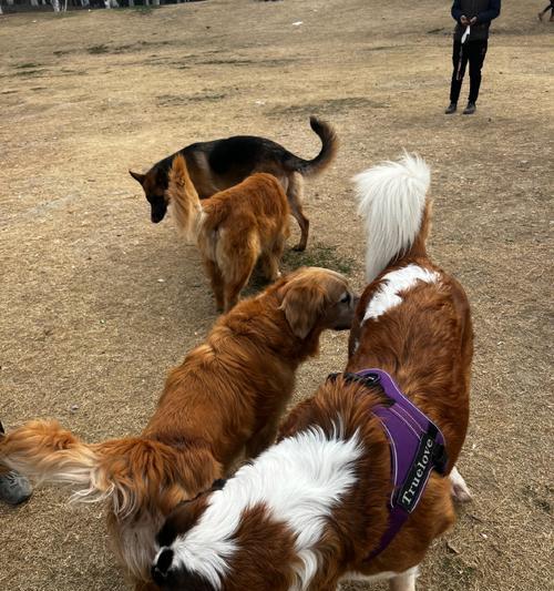 适合与孩子相处的温顺友好狗狗品种推荐及养护指南