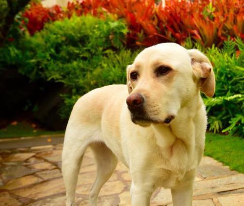 拉布拉多犬性格特点全解析：温顺友善的家庭伴侣