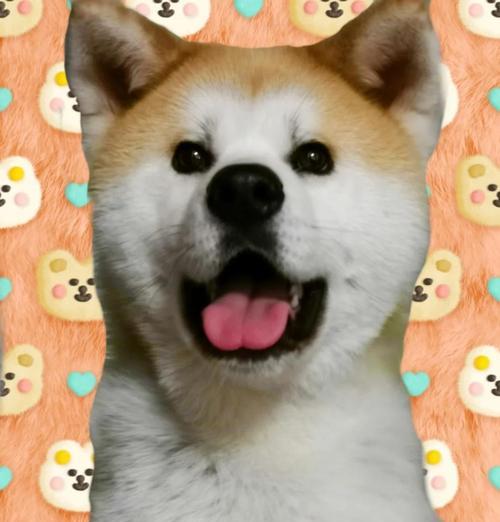 秋田犬为什么养的人少？高昂费用与饲养难题解析