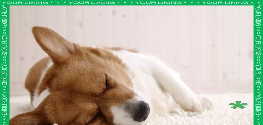 狗狗发烧不一定是生病 狗主人需掌握正确判断方法