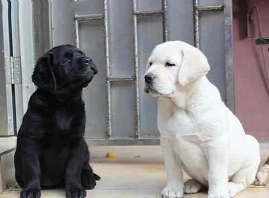 拉布拉多犬性成熟时间周期及影响因素全面解析