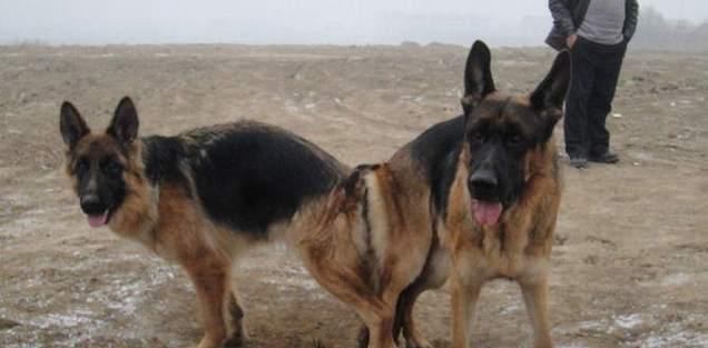 狗狗配种后身体行为变化全解析，12周观察指南