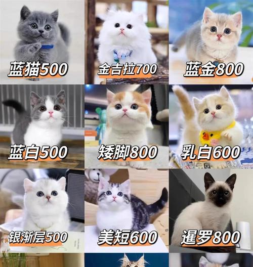 十五种热门宠物品种推荐及饲养指南