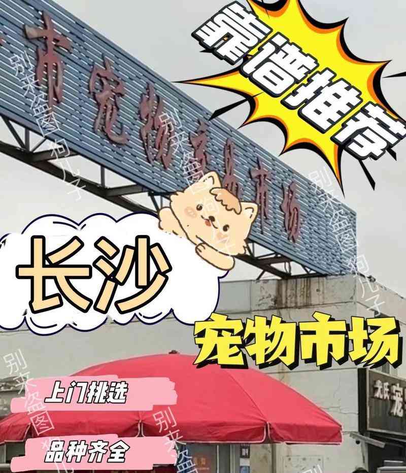 长沙哪里买狗好？全面解析各大宠物市场优缺点