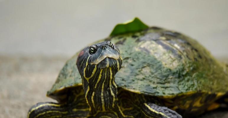 巴西红耳龟进入中国发展历程及生态影响分析