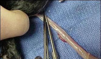 母猫咬脐带的正确方法与注意事项详解