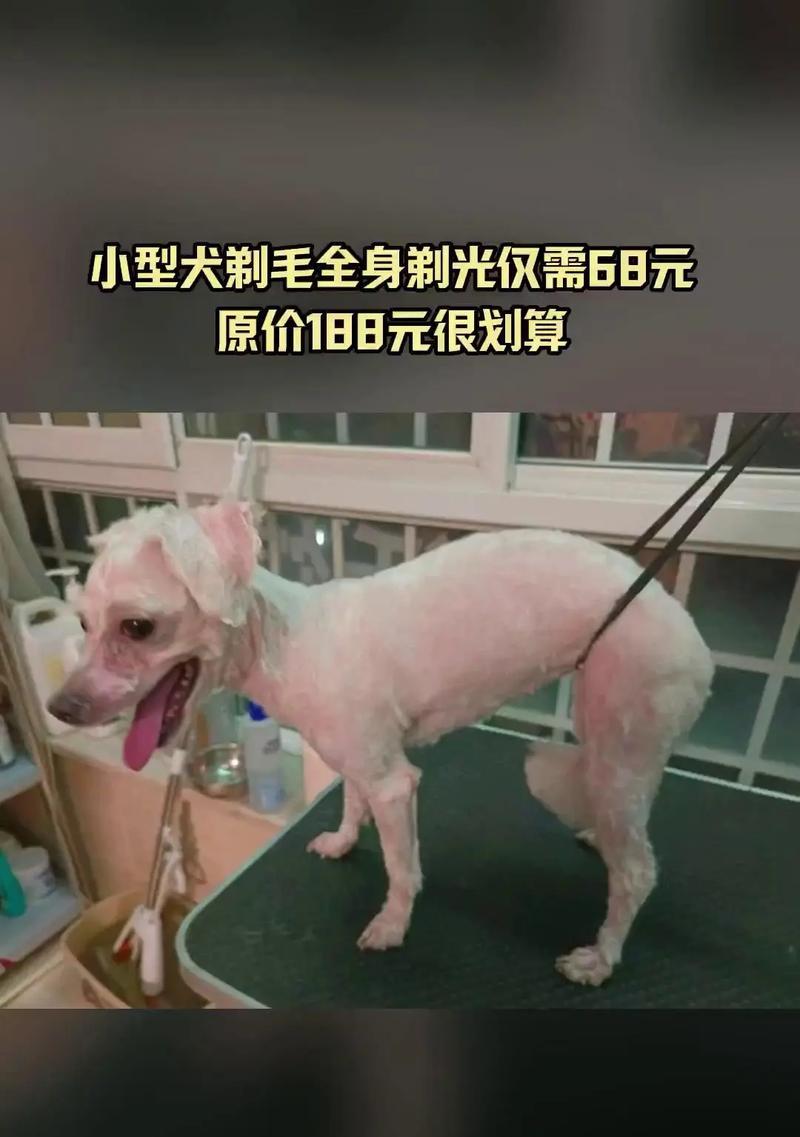 泰迪剃毛需要多长时间 完整美容时间指南及注意事项