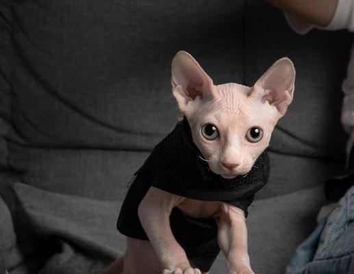 无毛猫智商虽高却有诸多缺陷，饲养前必须了解的15大问题