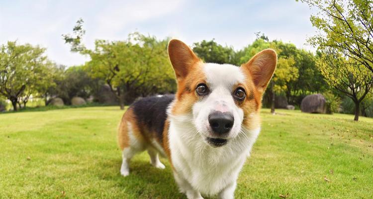 三色柯基为什么比双色贵？解析柯基颜色价格差异原因